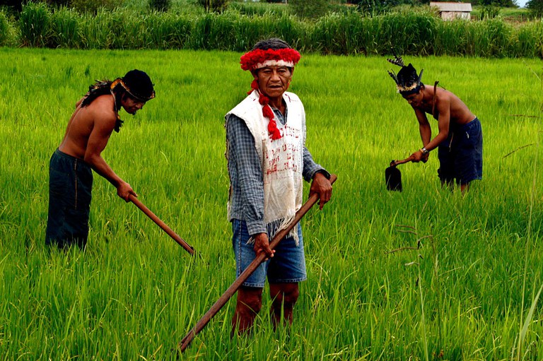 FUNAI: Com apoio da Funai, projeto de incentivo à agricultura familiar e indígena é lançado em Roraima