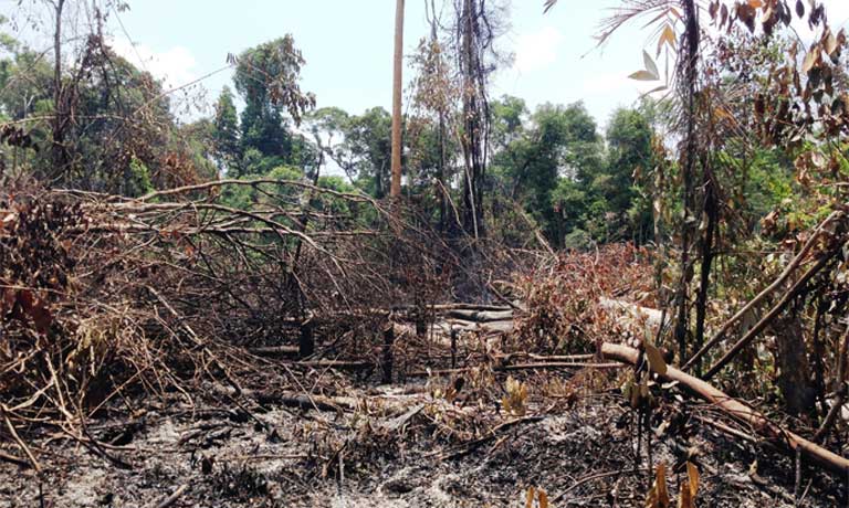AMAZÔNIA NOTÍCIA E INFORMAÇÃO: Conflitos de terra matam cinco na Amazônia em janeiro, seguindo aumento do ano passado