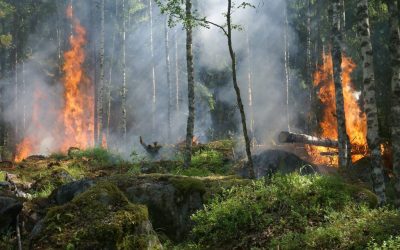 INESC: Inesc alerta para o risco da incorporação do Floresta+ no mercado voluntário de carbono