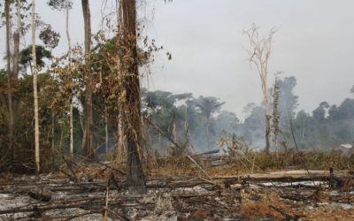 XINGU VIVO: Um balanço da situação da Amazônia sob Bolsonaro em tempos da Covid 19