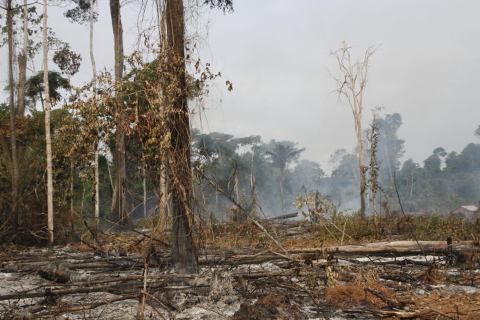 XINGU VIVO: Um balanço da situação da Amazônia sob Bolsonaro em tempos da Covid 19