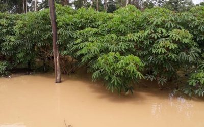 CPI- ACRE: Com roçados e SAFs alagados, enchentes no Acre põe em risco segurança alimentar dos povos indígenas e agrava crise sanitária
