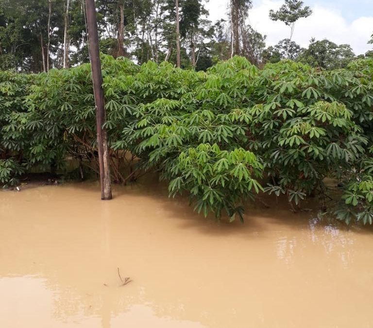 CPI- ACRE: Com roçados e SAFs alagados, enchentes no Acre põe em risco segurança alimentar dos povos indígenas e agrava crise sanitária