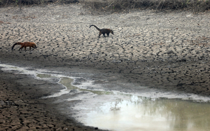 ISA: Pantanal sofre o pior período de queimadas dos últimos 50 anos