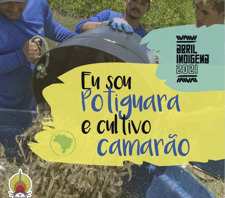 FUNAI: Abril Indígena: Funai apoia produção de camarão do Povo Potiguara na Paraíba