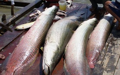 BRASIL DE FATO: Preservação: programa Bem Viver destaca iniciativa que visa a proteção do pirarucu