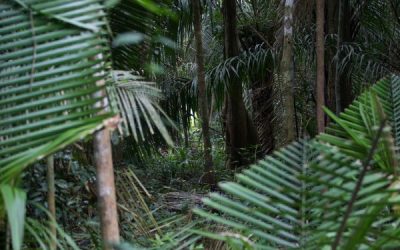 KANINDÉ: SISTEMA DE COMUNICAÇÃO REMOTA PARA APOIO AO MONITORAMENTO DE TERRAS INDÍGENAS DE RONDÔNIA