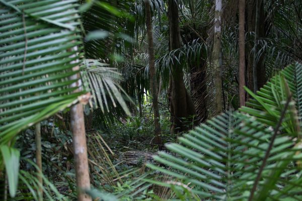 KANINDÉ: SISTEMA DE COMUNICAÇÃO REMOTA PARA APOIO AO MONITORAMENTO DE TERRAS INDÍGENAS DE RONDÔNIA