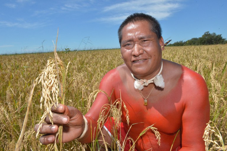 FUNAI: No Mato Grosso, indígenas Xavante colhem mais de 100 toneladas de arroz