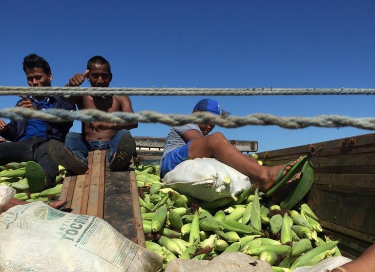 FUNAI: Com o apoio da Funai, indígenas Xavante realizam colheita de cerca de 10 toneladas de milho