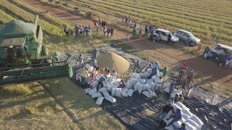 FUNAI: Autonomia: indígenas Bakairi colhem quase 4 mil sacas de arroz