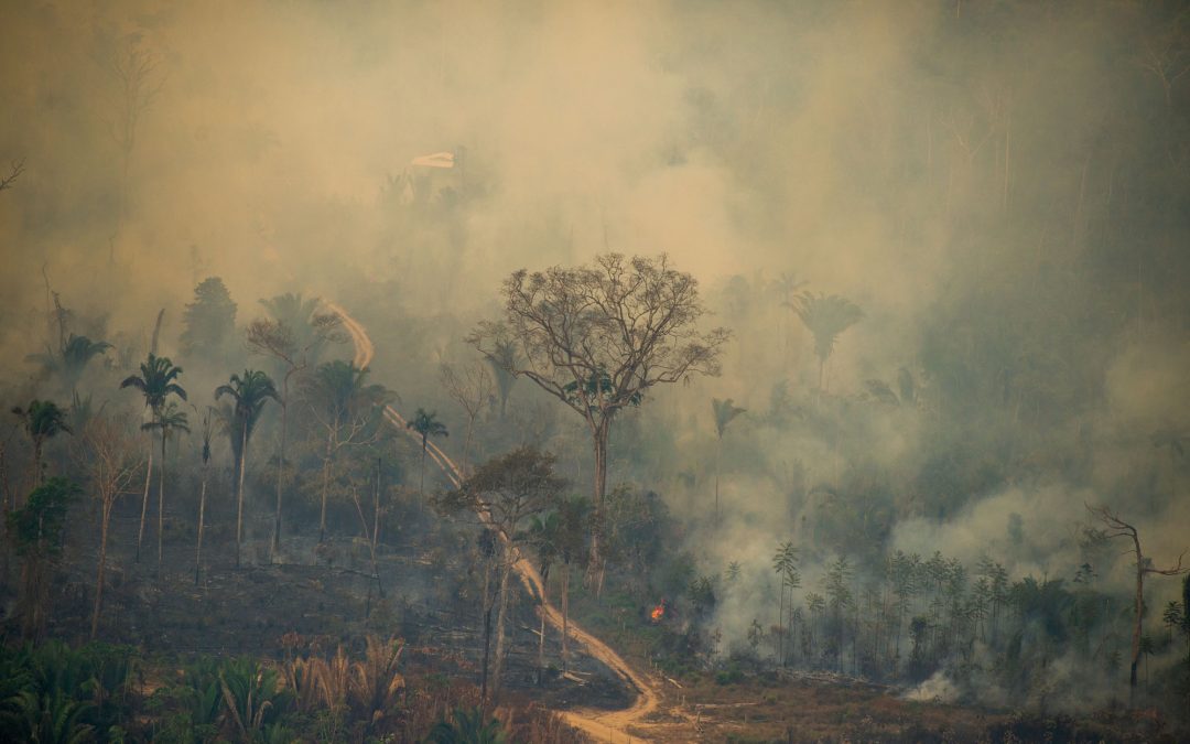 AMAZÔNIA REAL: Rondônia promove um “liberou-geral” na grilagem