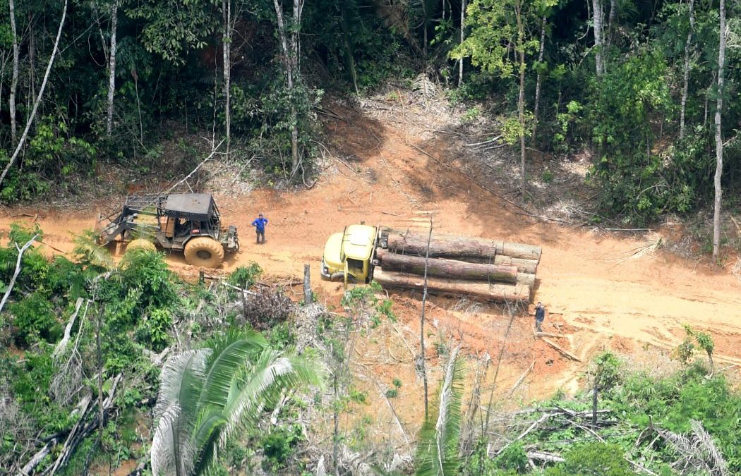 CIMI: Povo Karipuna processa União, Funai e estado de Rondônia por invasões e devastação da terra indígena