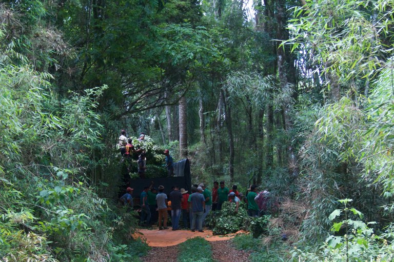 FUNAI: Autonomia: indígenas Guarani e Kaingang iniciam a colheita de erva-mate no Sul do país