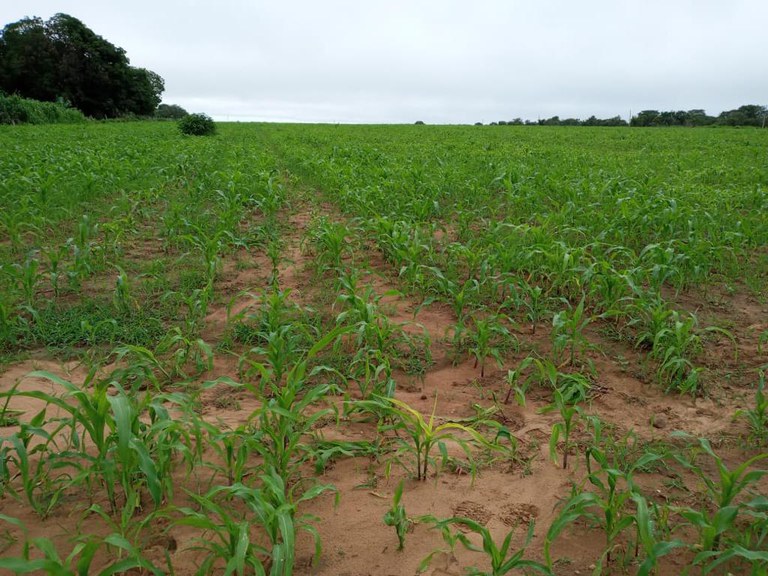 FUNAI: Presidente da Funai assina carta de anuência para incentivo à produção indígena no Mato Grosso