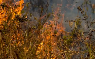JORNALISTAS LIVRES: Ataque aos indígenas: o Brasil corre perigo