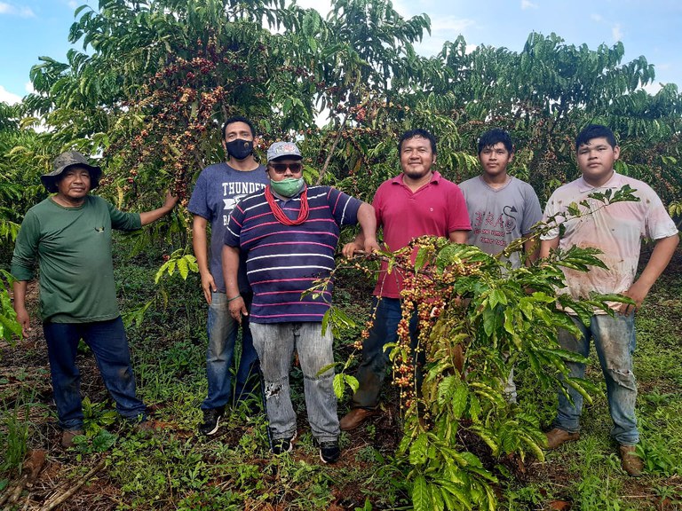 FUNAI: Com apoio da Funai, etnia Paiter Suruí inicia colheita de café especial sustentável em Rondônia