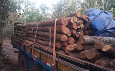 FUNAI: Funai participa de fiscalização em Terra Indígena no estado de Rondônia