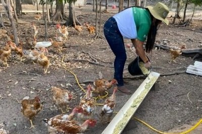 FUNAI: No Mato Grosso, comunidade indígena amplia conhecimentos sobre avicultura após série de treinamentos