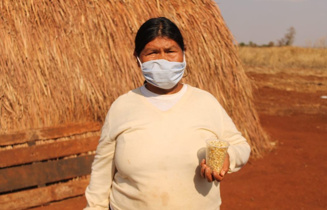 CIMI: Camponeses doam sementes crioulas aos povos Guarani e Kaiowá, no MS