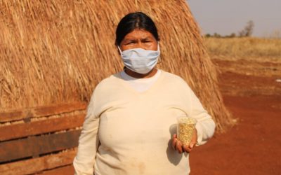 CIMI: Camponeses doam sementes crioulas aos povos Guarani e Kaiowá, no MS