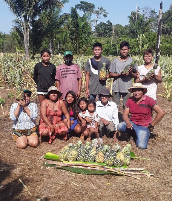 FUNAI: Funai apoia plantio de abacaxi e cana-de-açúcar em comunidade indígena do Mato Grosso