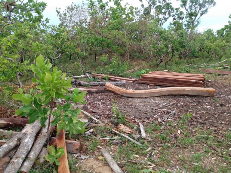 FUNAI: No Mato Grosso, Funai participa de operação para combate à extração ilegal de madeira