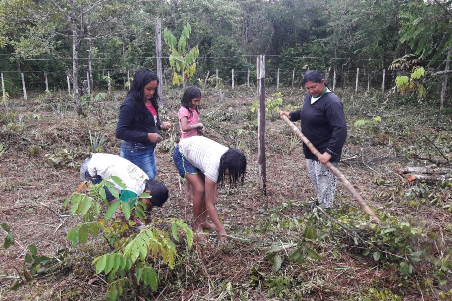 ONU BRASIL: Com apoio do PNUD, projeto impulsiona merenda escolar indígena no Amazonas