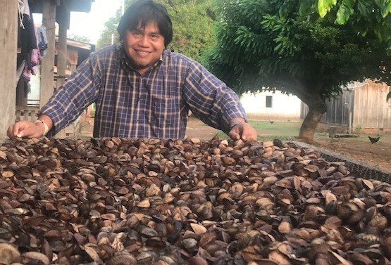 FUNAI: Em parceria com a Funai, indígenas Zoró colhem 58 toneladas de castanha-da-Amazônia