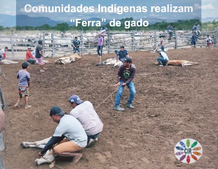 CIR: COMUNIDADES INDÍGENAS REALIZAM “FERRA” DE GADO