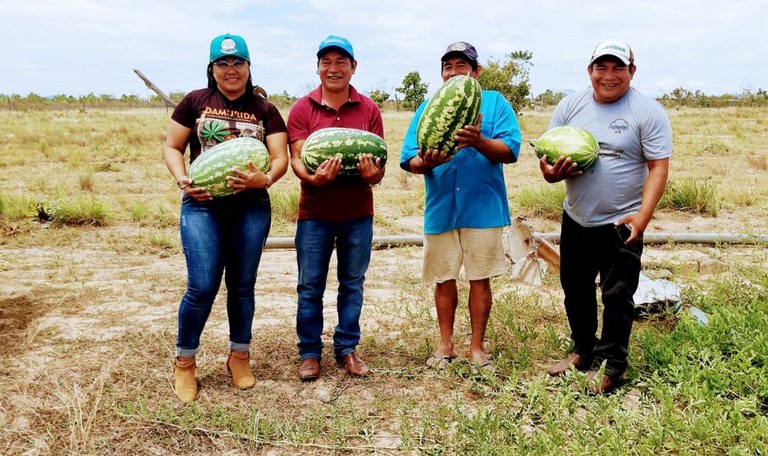 FUNAI: Em Roraima, comunidade indígena amplia a produção de melancia