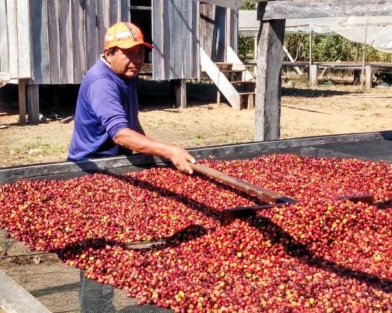 FUNAI: Áreas de cultivo de café da etnia Paiter Suruí fazem parte de rota turística em Rondônia
