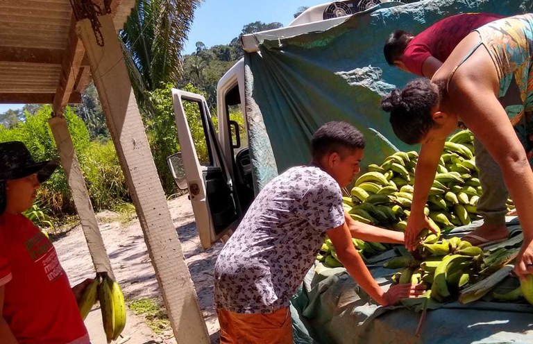 FUNAI: Em Rondônia, Funai apoia produção sustentável de banana em comunidade indígena