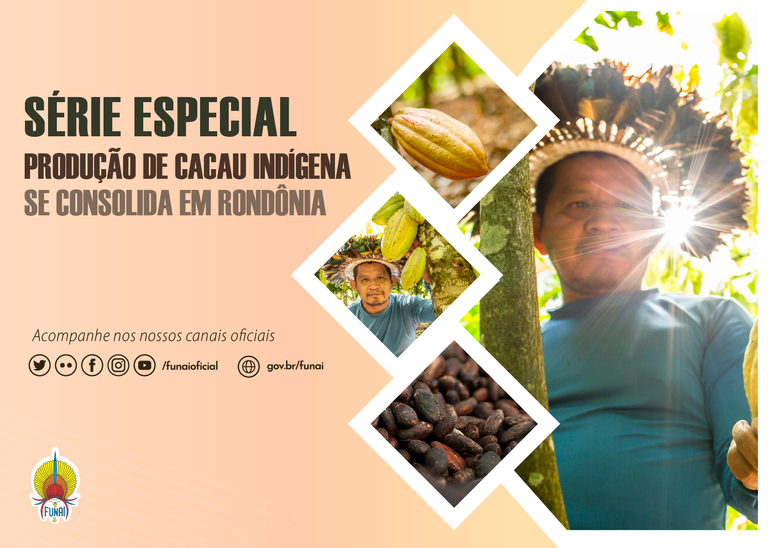 FUNAI: Série Especial: Com apoio da Funai, produção de cacau dos Paiter-Suruí segue rumo à primeira fábrica de chocolate indígena do país