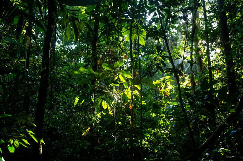GREENPEACE: Cinco medidas urgentes para salvar a Amazônia e seus povos