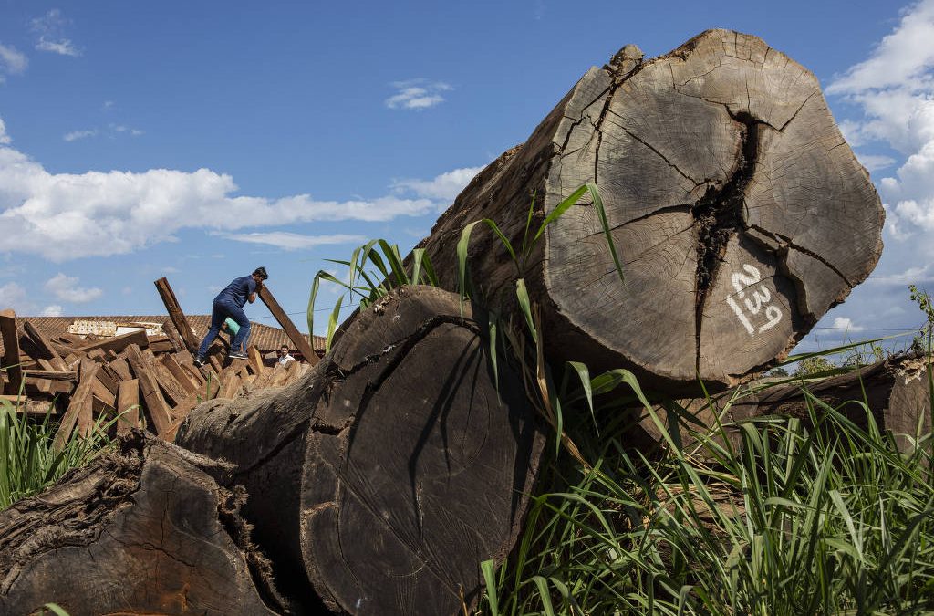 FOLHA DE SÃO PAULO: Governo Bolsonaro flexibiliza exploração de madeira de terras indígenas após pressão de empresas