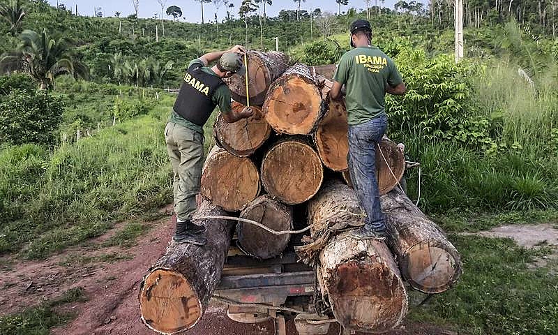 BRASIL DE FATO: Perto do fim, governo Bolsonaro libera exploração de madeira em terras indígenas