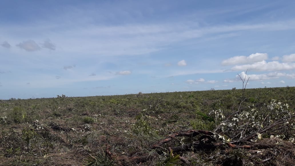 CIMI: No Piauí, povo Akroá Gamella denuncia aumento de desmatamento em seu território￼