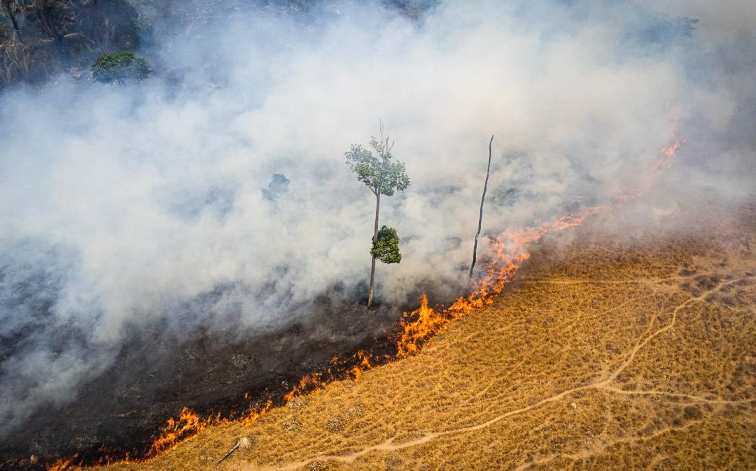 BRASIL DE FATO: Bolsonaro deixa presidência com recorde histórico de desmatamento em Áreas Protegidas