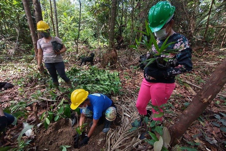 FUNAI: Indígenas atuam na recuperação de espécies de plantas medicinais e árvores da Amazônia