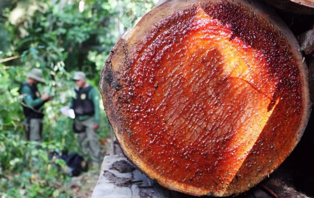 AMAZÔNIA NOTÍCIA E INFORMAÇÃO: EM “ÚLTIMO ATO” BOLSONARO LIBERA MADEIREIRAS EM TERRAS INDÍGENAS