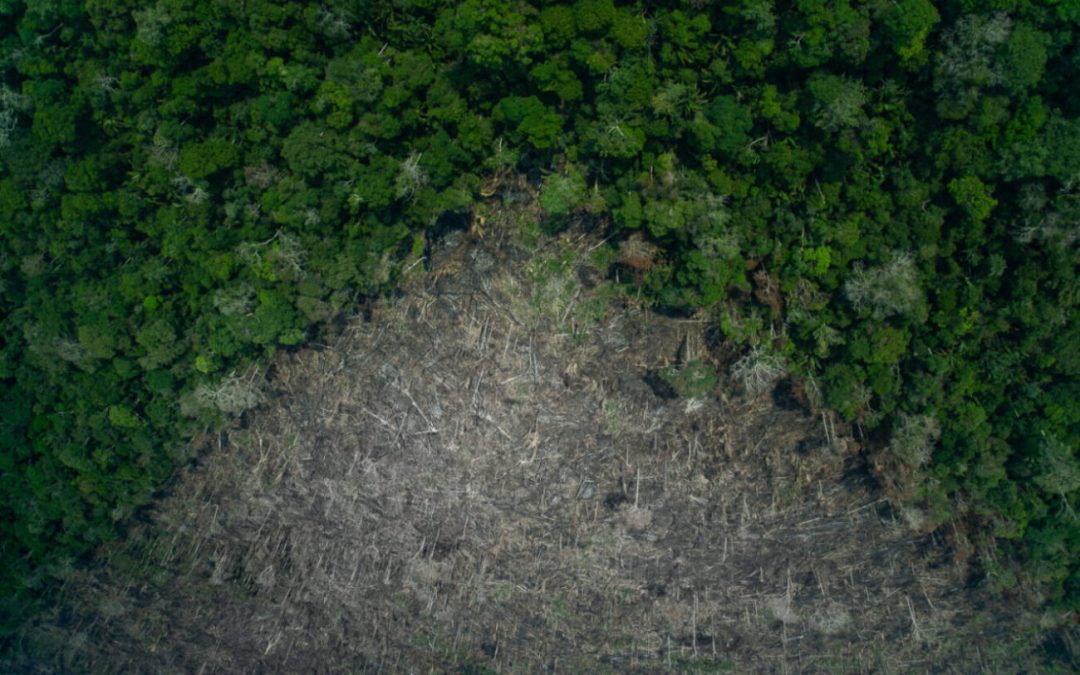 AMAZÔNIA REAL: Bolsonaro “coroa” fim de mandato autorizando exploração de madeira em terras indígenas