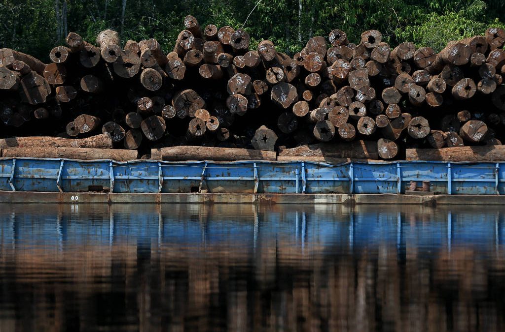 FOLHA DE S. PAULO: Liberação de exploração de madeira alimenta conflitos em reserva e líderes são ameaçados de morte