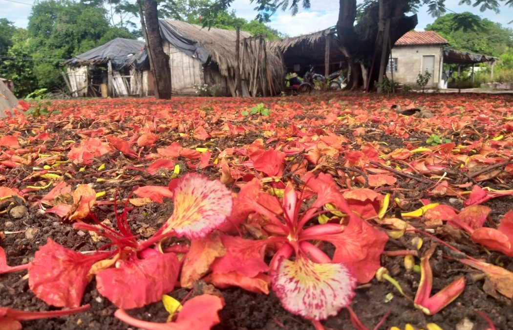 CIMI: Violência contra povo Kinikinau é reflexo da morosidade do Estado em demarcar território