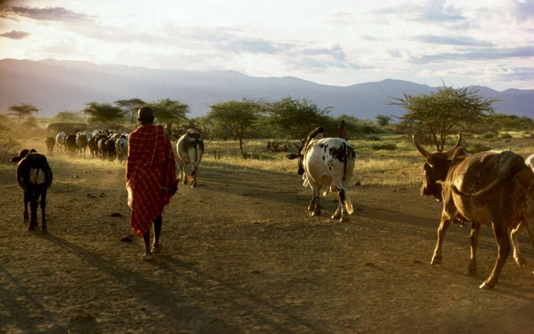 SURVIVAL: Novo relatório revela grandes falhas em projeto de créditos de carbono em terras indígenas no Quênia