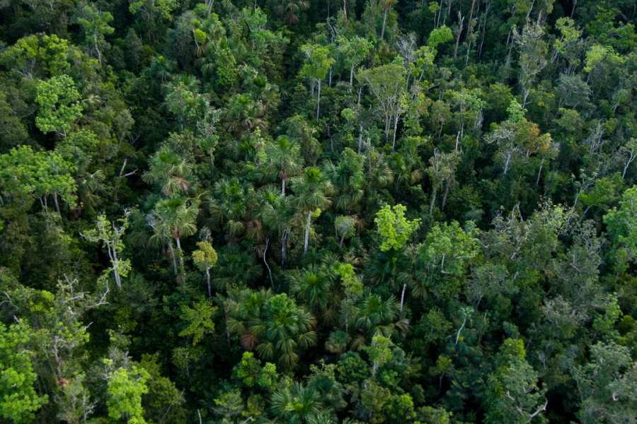 ONU BRASIL: Projeto do FIDA ajuda a preservar a Floresta Amazônica brasileira e melhorar a vida das suas comunidades