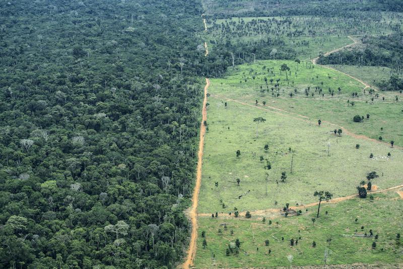 Reunião de pauta #82: Garimpo e desmatamento continuam ameaçando indígenas