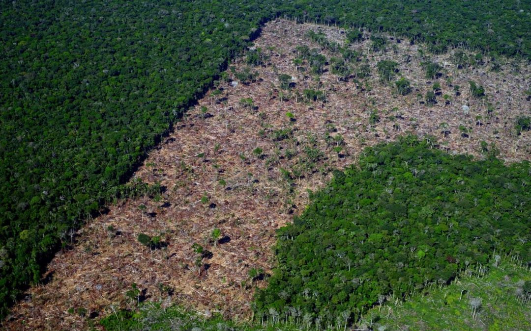 AMAZÔNIA REAL: Pós-Bolsonaro, um plano de combate ao desmatamento pode dar certo?