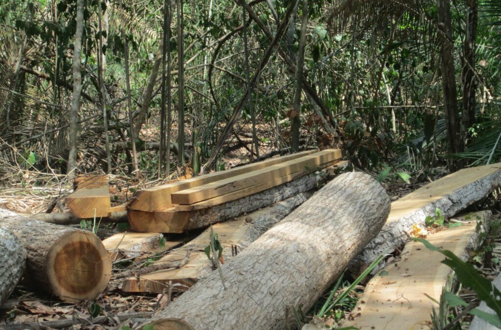 CIMI: Exploração ilegal de madeira ameaça vida e cultura dos indígenas da região