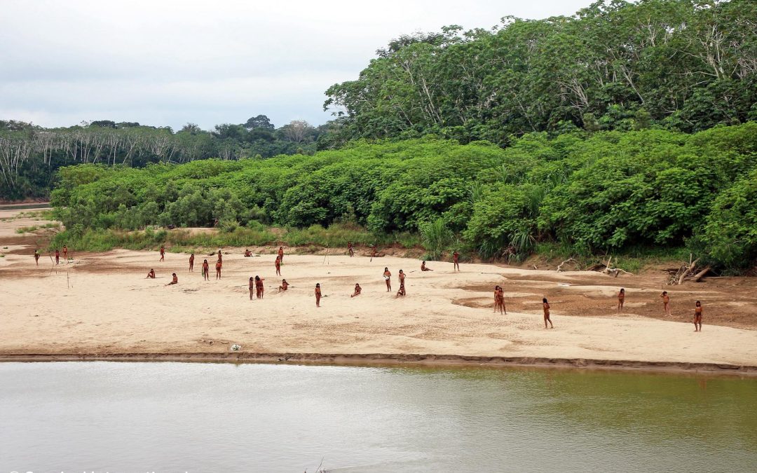 SURVIVAL: Peru: Em declaração inédita, organizações indígenas emitem ultimato a FSC sobre indígenas isolados Mashco Piro